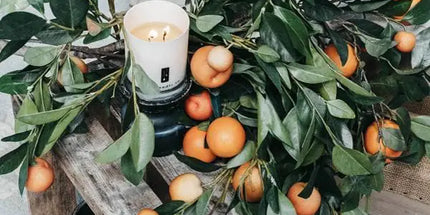 Citrus Tree - Orange Citrus Soy Candle